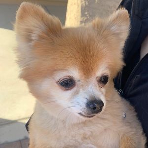 Meet your Posher, Jordan